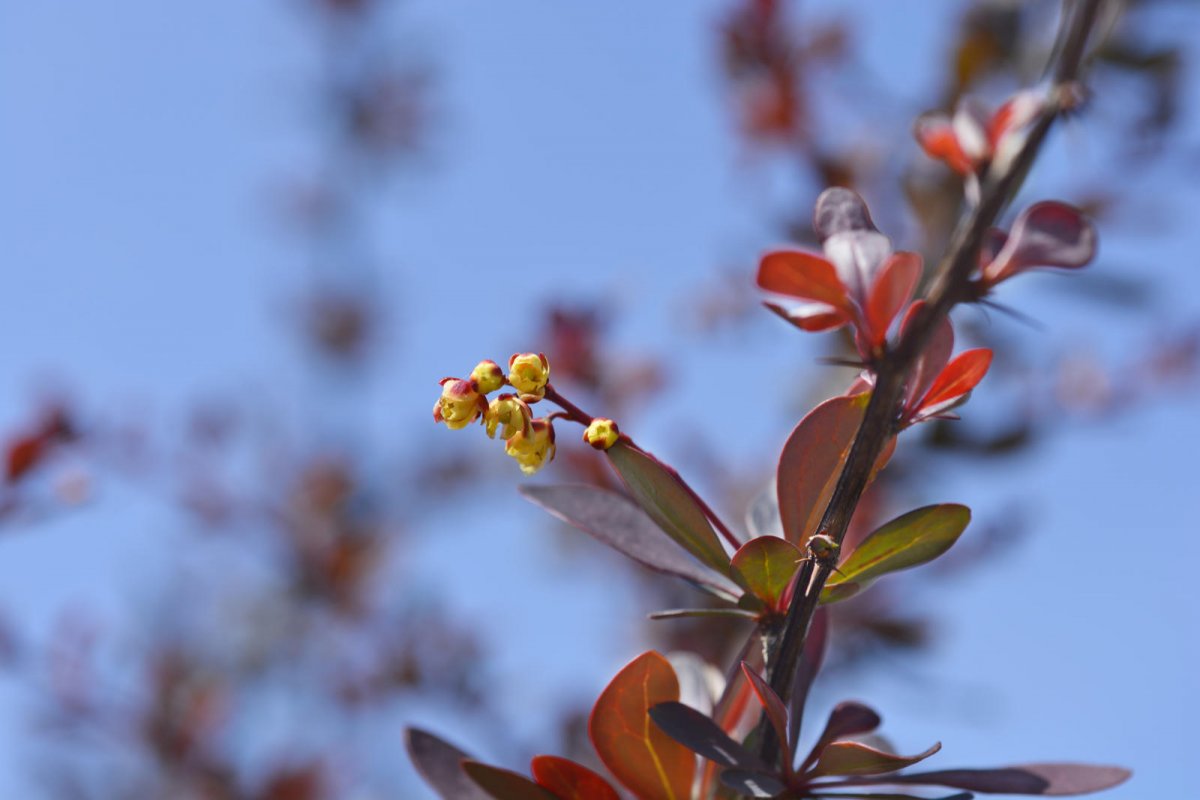 Berberys Thunberga odmiana Atropurpurea