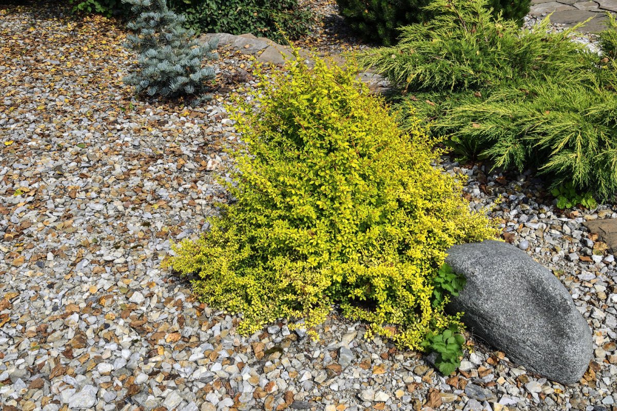 Berberys Thunberga odmiana Aurea