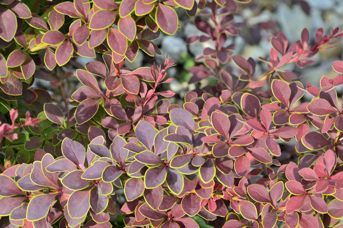 Berberys Thunberga odmiana Coronita