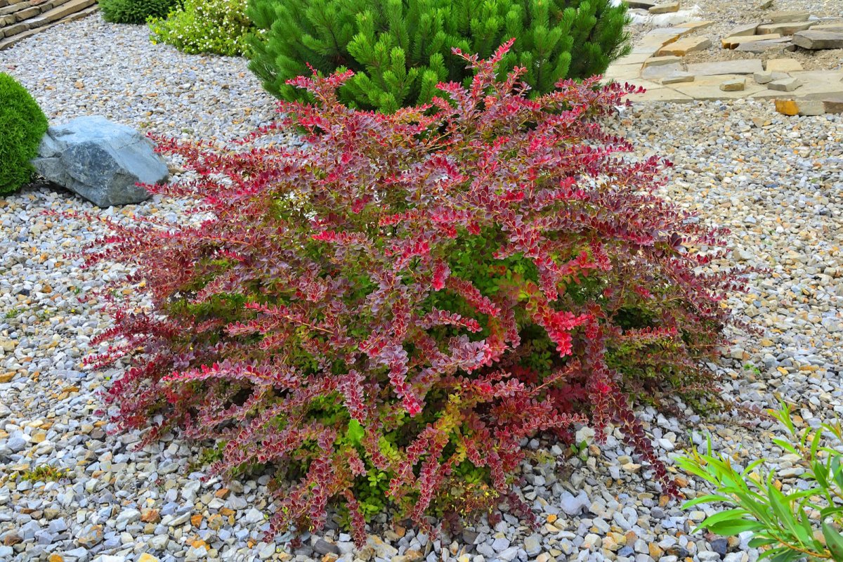 Berberys Thunberga odmiana Golden Ring
