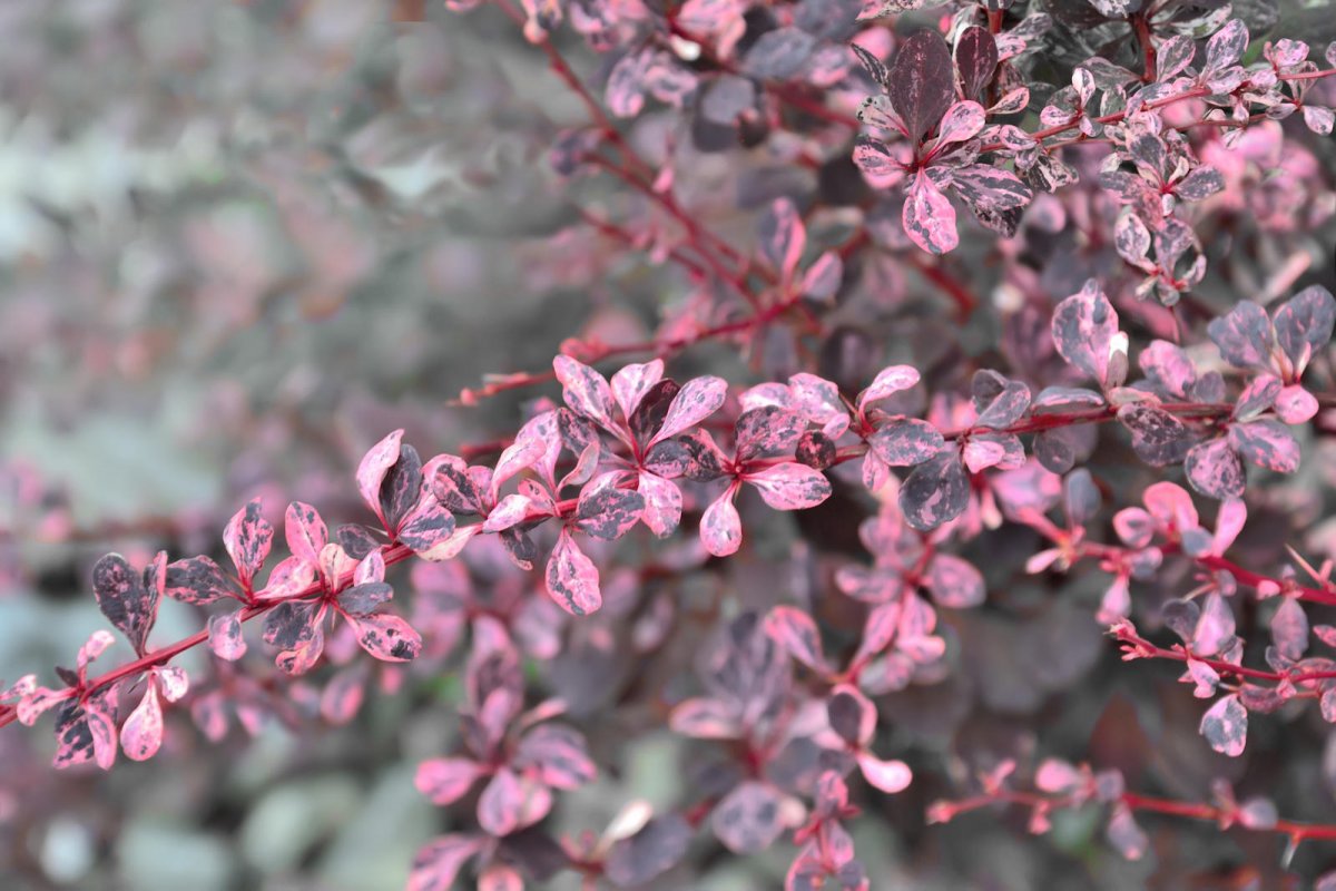 Berberys Thunberga odmiana Harlequin