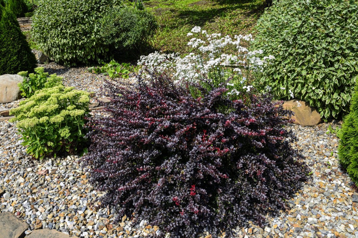 Berberys Thunberga odmiana Concorde