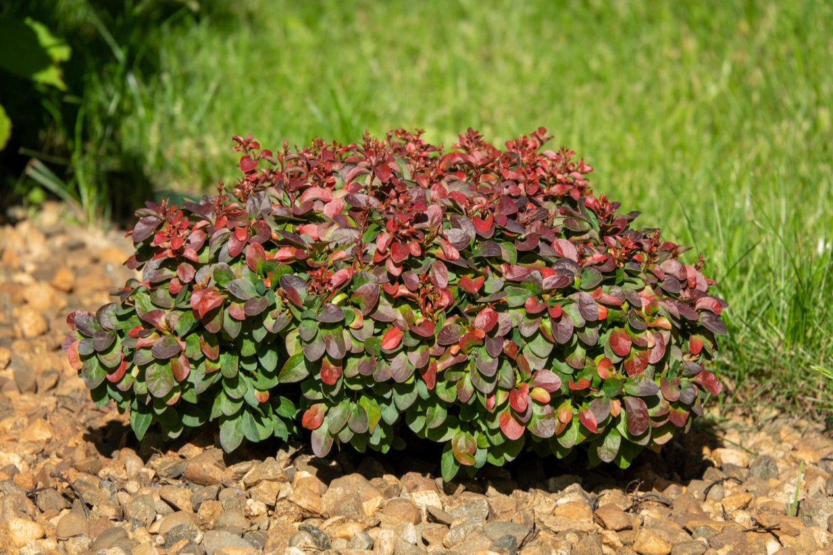 Berberys Thunberga odmiana Red Rocket
