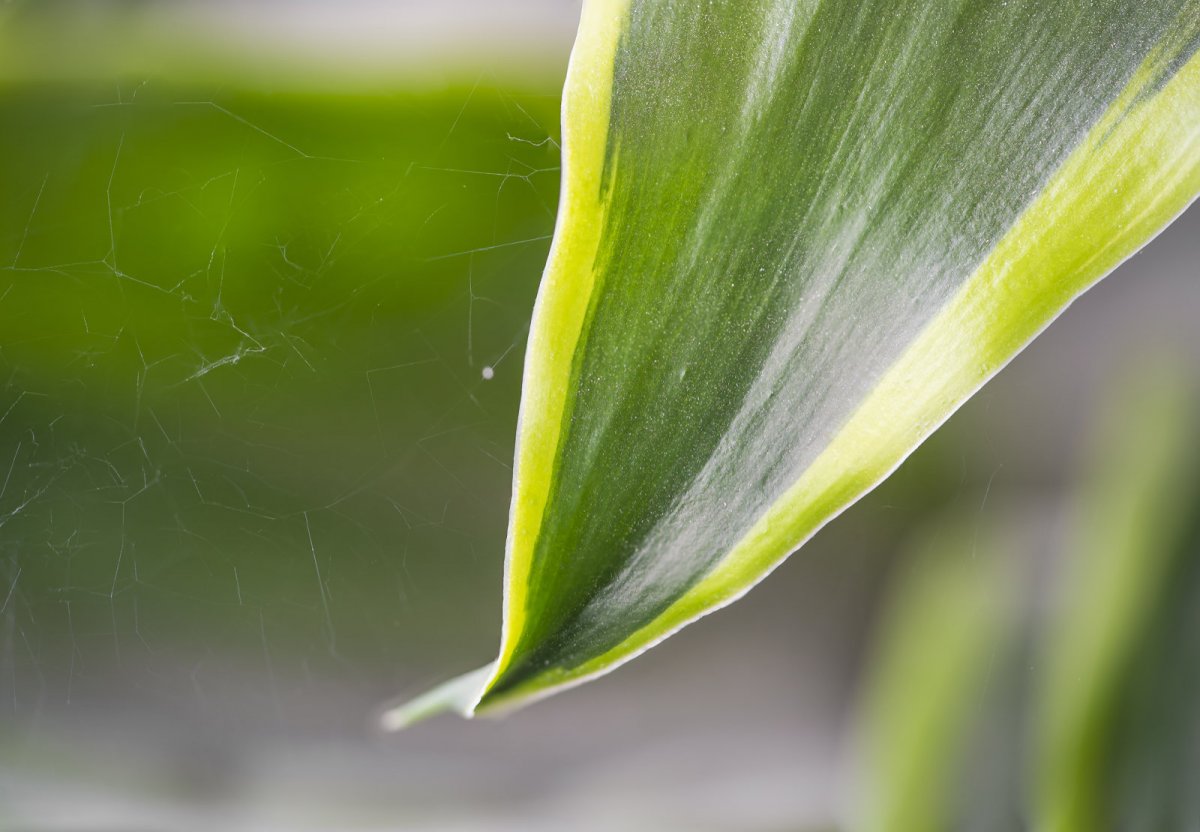 Aspidistra wyniosła odmiana Variegata