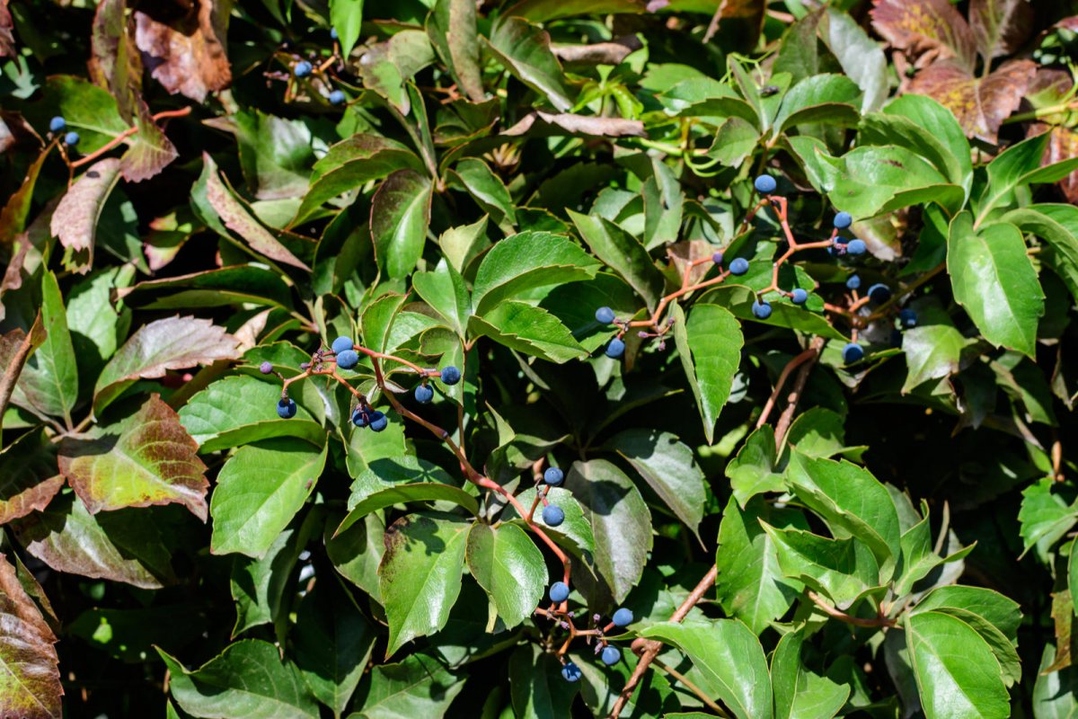 Winobluszcz pięciolistkowy