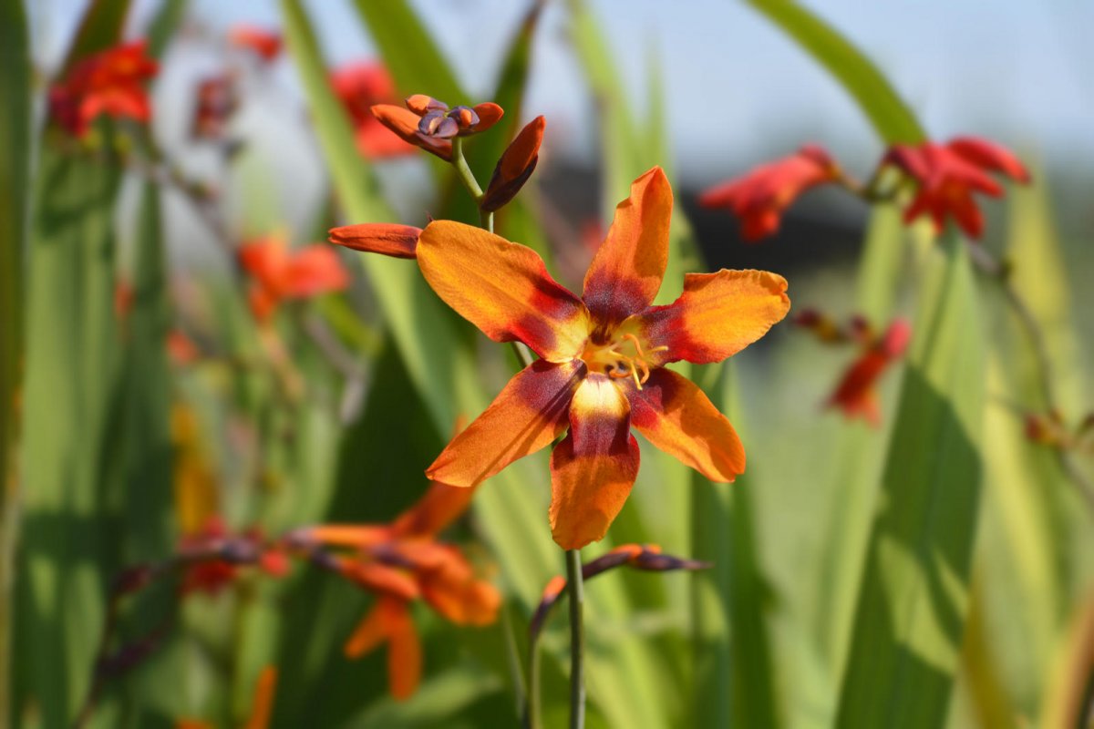 Krokosmia Emily McKenzie