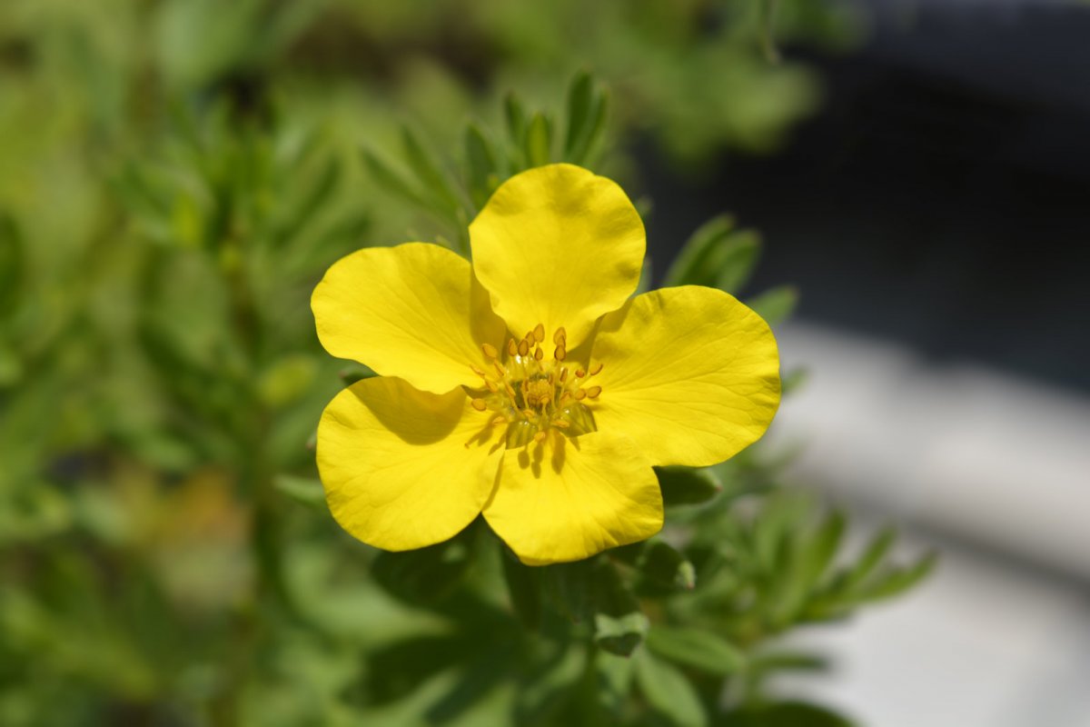 Pięciornik krzewiasty goldfinger