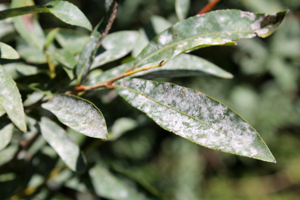 Liście zaatakowane mączniakiem prawdziwym