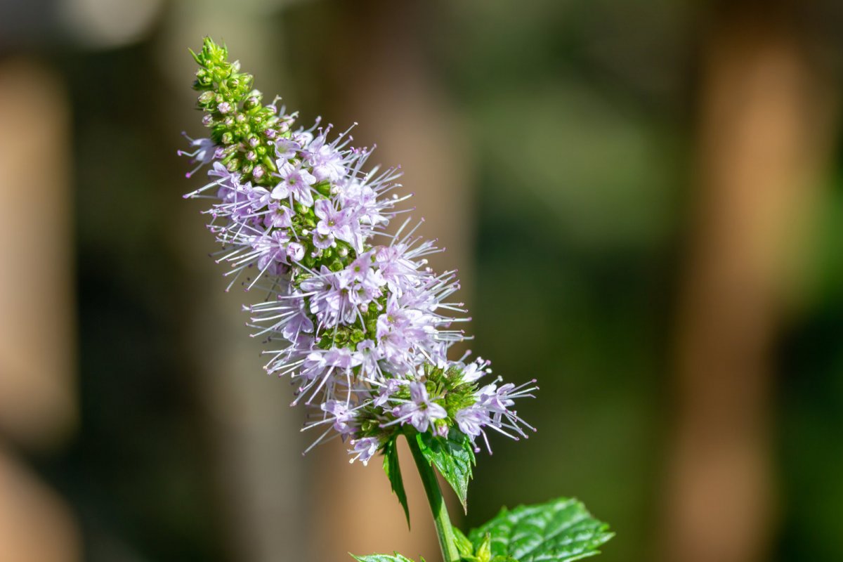 Mięta pieprzowa - kwiat