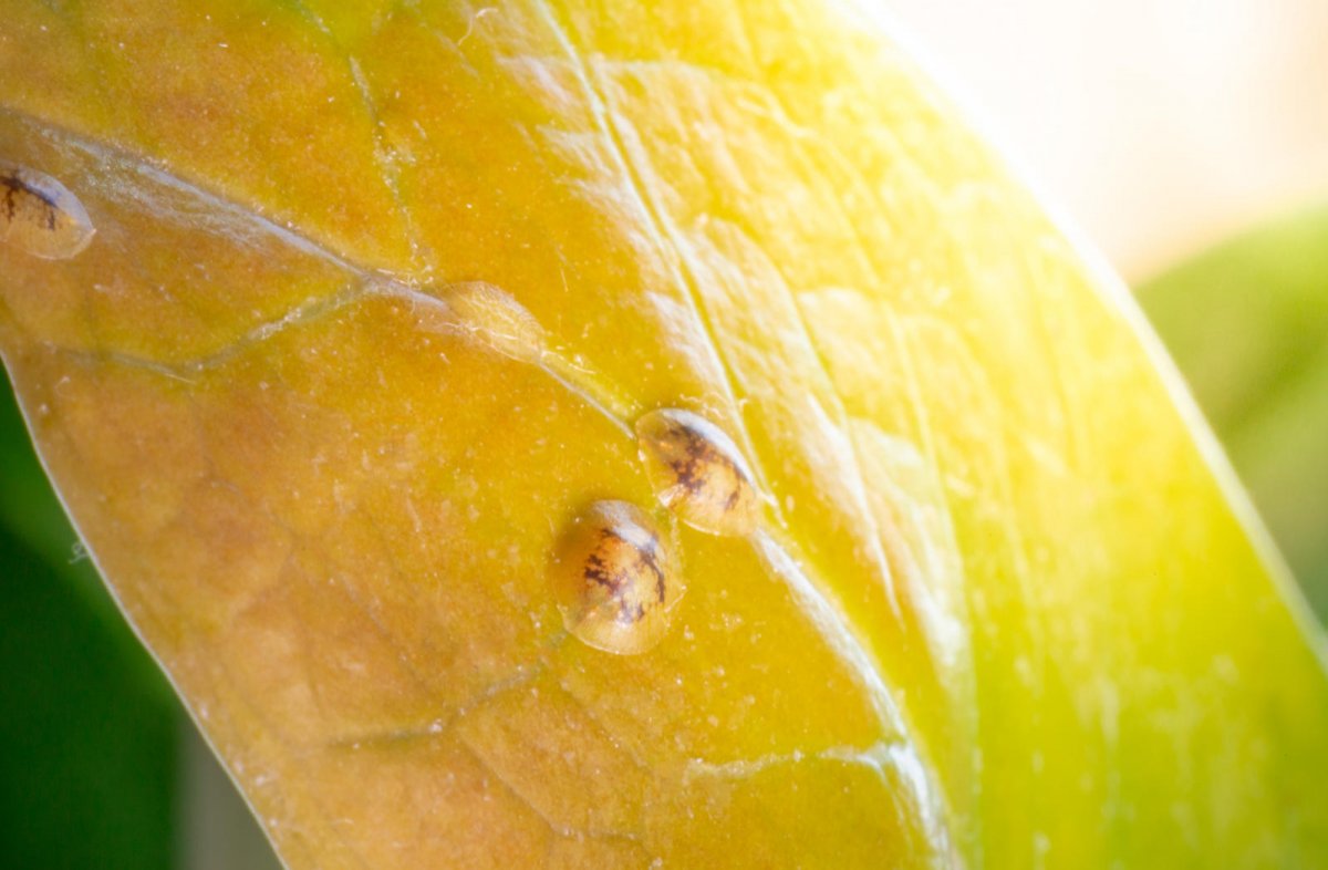 Zbliżenie na tarczniki