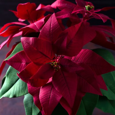 Wilczomlecz nadobny (poinsecja)