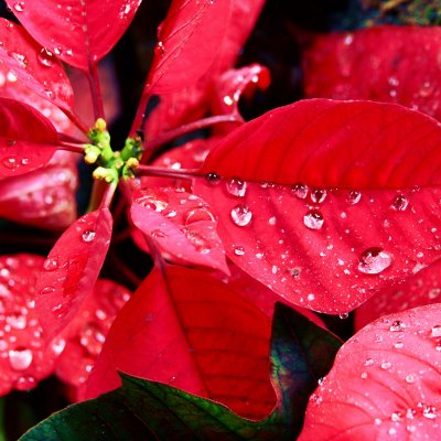 Wilczomlecz nadobny (poinsecja)