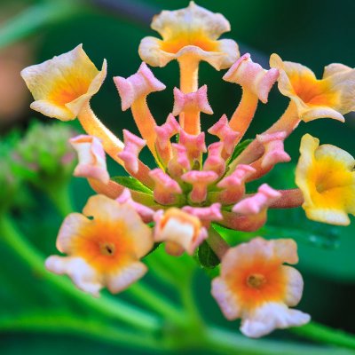 Lantana (lantana camara)