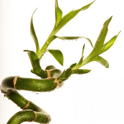 Szczęśliwy bambus (dracena Sandera)