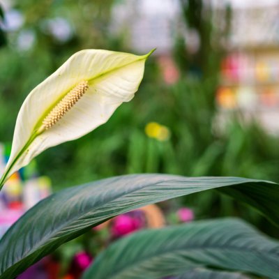 Skrzydłokwiat, Lilia pokoju, Spathiphyllum