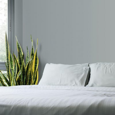 Wężownica (Sansewieria)