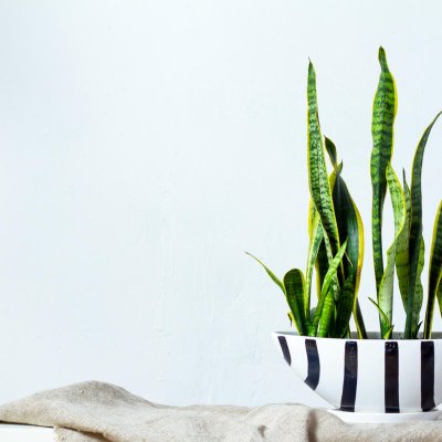 Wężownica (Sansewieria)