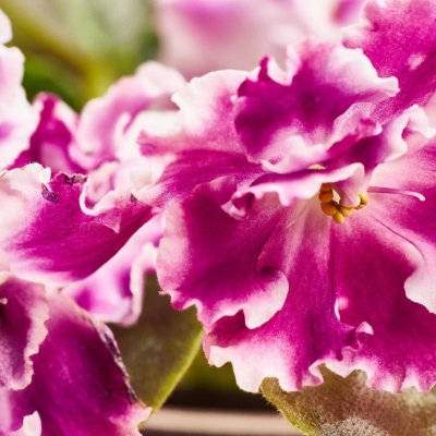 Fiołek afrykański (Saintpaulia)