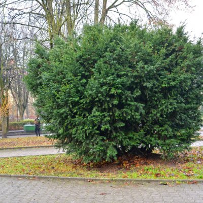 Cis pospolity przy ulicy