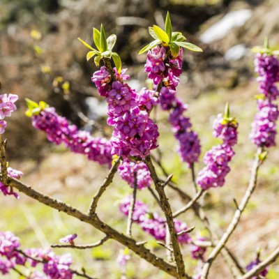 Wawrzynek wilczełyko