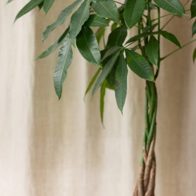 Pachira wodna (Pachira Aquatica)