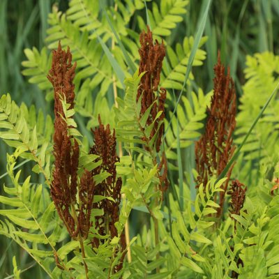 Długosz królewski (Osmunda regalis)