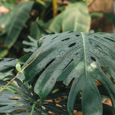 Monstera