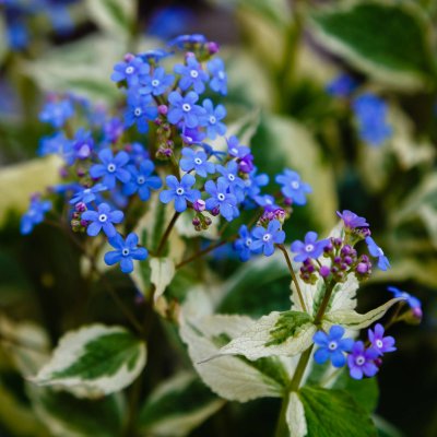 Brunera wielkolistna