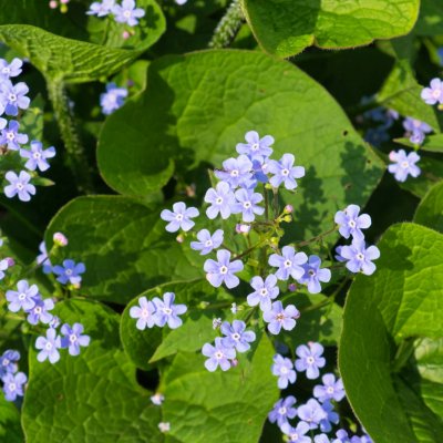 Brunera wielkolistna