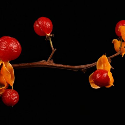 Dławisz okrągłolistny - owoce