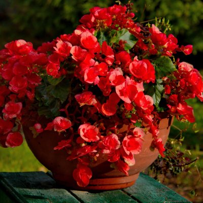Begonia zimowa (Begonia elatior)