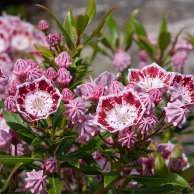 Kalmia szerokolistna (Kalmia latifolia)