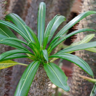 Pachypodium lamera