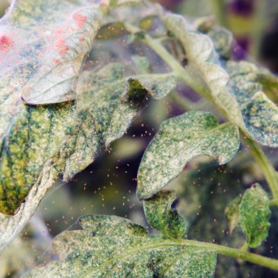 Roślina zaatakowana przędziorkiem