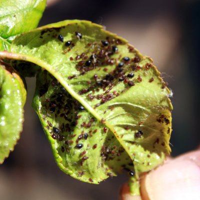 Mszyca na liściach wiśni