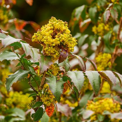 Kwiaty mahoni pospolitej