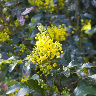 Kwiaty mahoni pospolitej