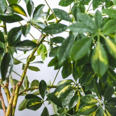 Szeflera drzewkowata