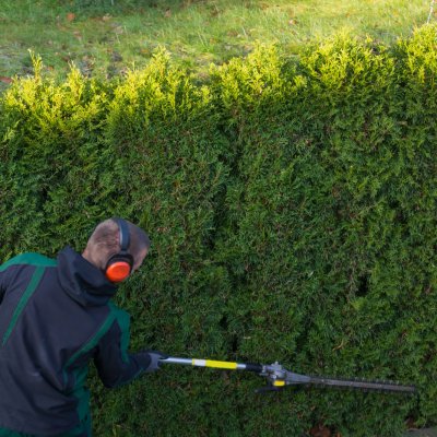 Przycinanie żywopłotu z tui