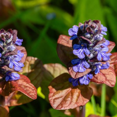Dąbrówka rozłogowa Atropurpurea