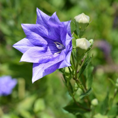 Platycodon (rozwar wielkokwiatowy) Astra Double blue