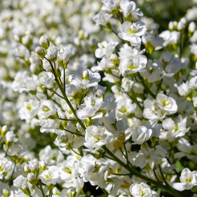 Gęsiówka kaukaska Plena