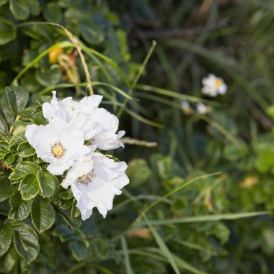 Róża pomarszczona odmiana Alba