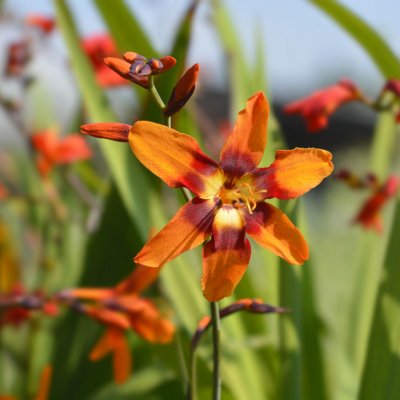 Krokosmia Emily McKenzie