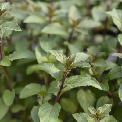 Mięta pieprzowa Czekoladowa Chocolate Mint