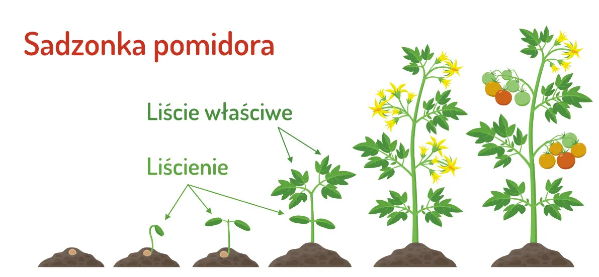 Liścienie i liście właściwe w sadzonkach pomidora